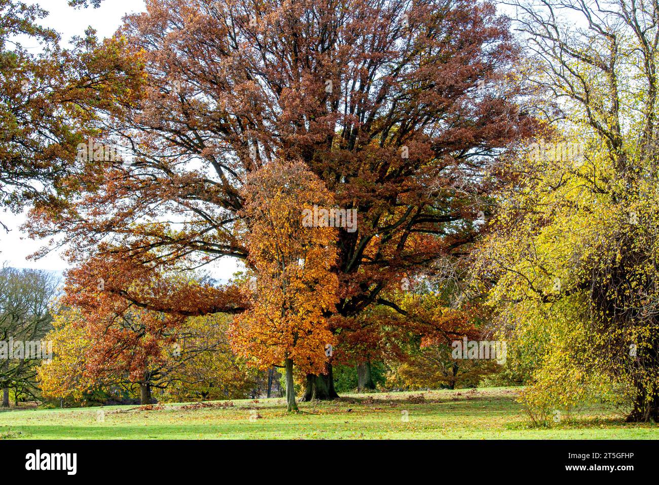 Dundee, Tayside, Scozia, Regno Unito. 5 novembre 2023. Tempo nel Regno Unito: Bellissime scene autunnali al Dundee Camperdown Country Park in Scozia. Crediti: Dundee Photographics/Alamy Live News Foto Stock