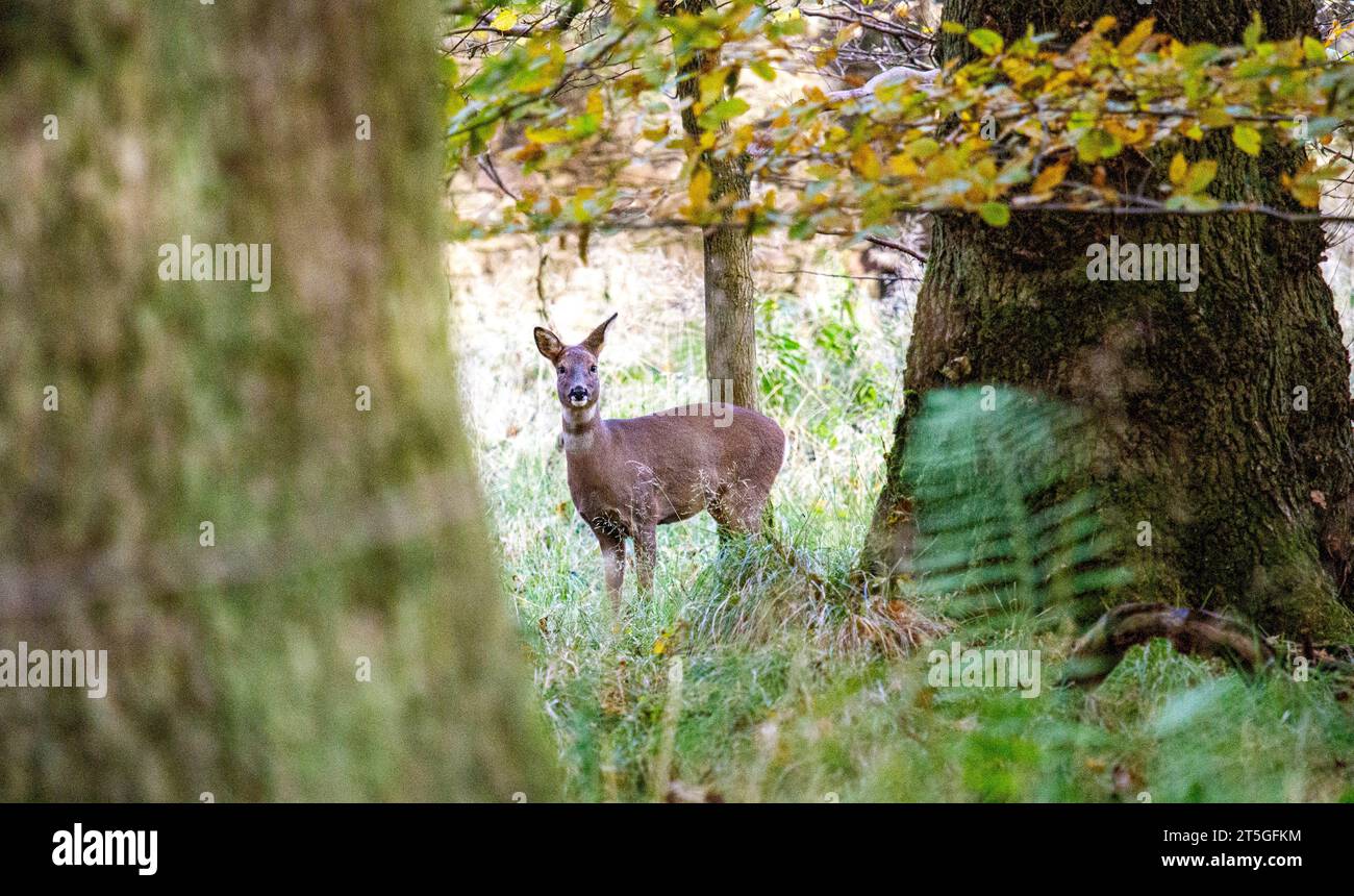 Dundee, Tayside, Scozia, Regno Unito. 5 novembre 2023. Tempo nel Regno Unito: Una luminosa domenica mattina autunnale al Dundee Camperdown Country Park, che offre meravigliose attrazioni autunnali, con giovani cervi di gobba bianca che vagano attraverso i boschi del parco. Crediti: Dundee Photographics/Alamy Live News Foto Stock