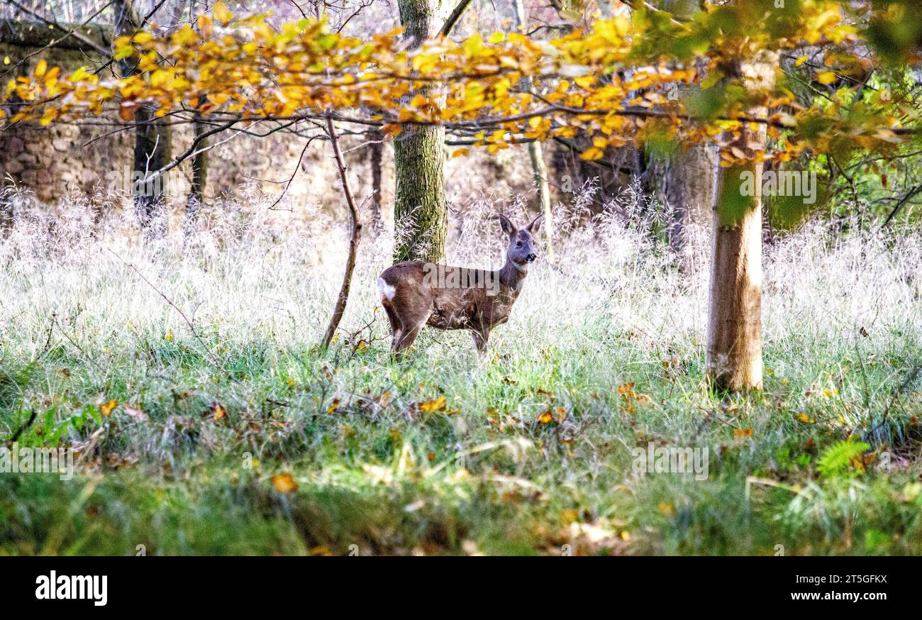 Dundee, Tayside, Scozia, Regno Unito. 5 novembre 2023. Tempo nel Regno Unito: Una luminosa domenica mattina autunnale al Dundee Camperdown Country Park, che offre meravigliose attrazioni autunnali, con giovani cervi di gobba bianca che vagano attraverso i boschi del parco. Crediti: Dundee Photographics/Alamy Live News Foto Stock