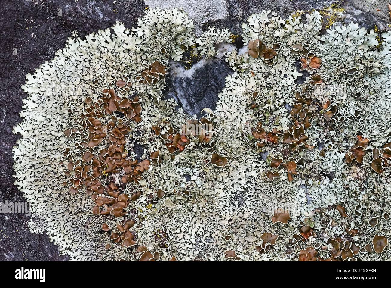 Xanthoparmelia stenophylla, uno scudo-lichen di roccia finlandese, senza nome comune inglese Foto Stock