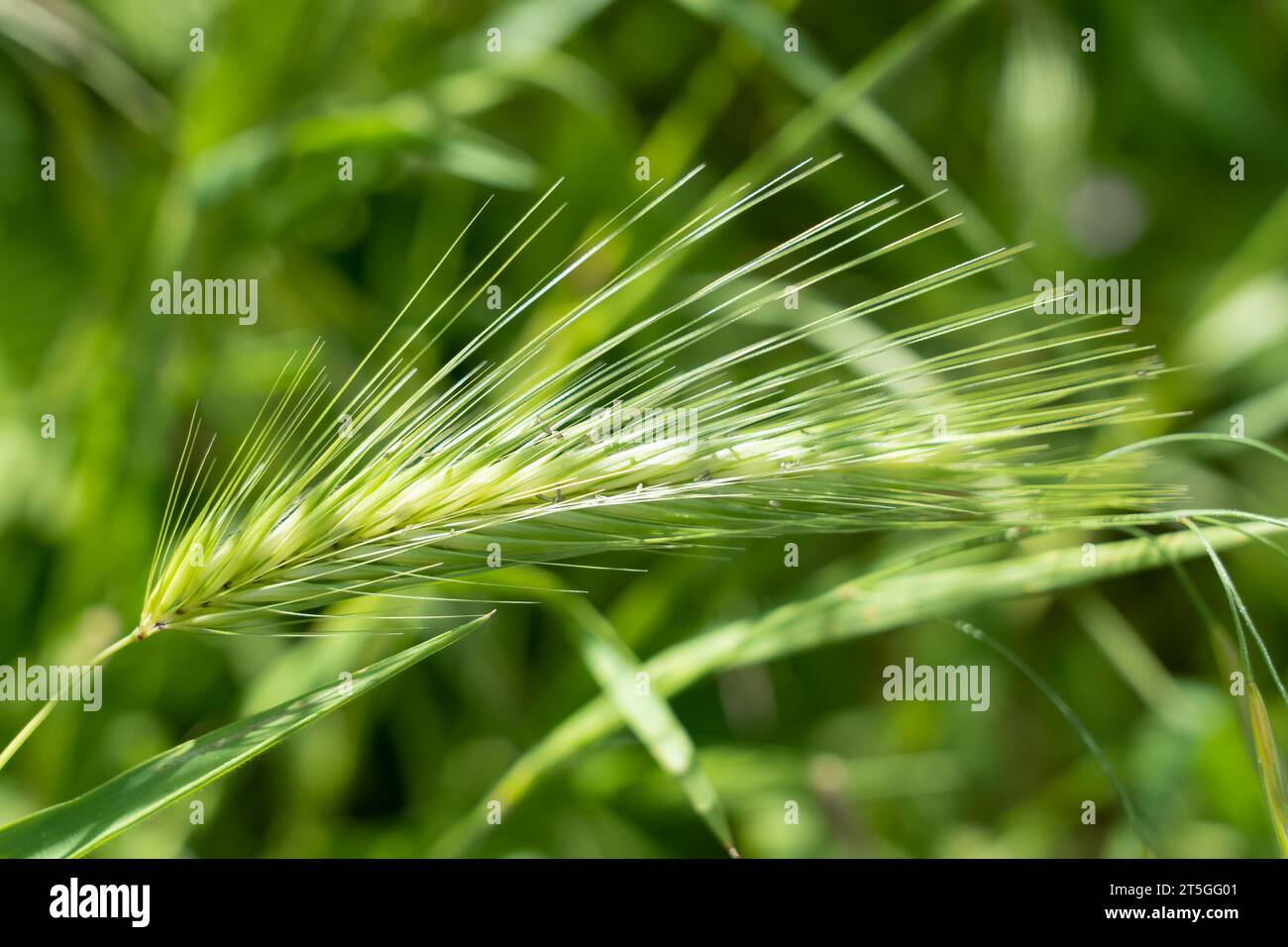 Primo piano delle teste di semi piumati di orzo murino (Hordeum murinum) Foto Stock