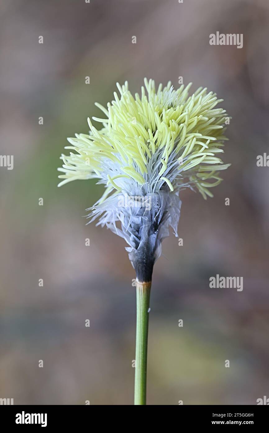 Eriophorum vaginatum, conosciuta come erba cottonaca dalla coda della lepre, erba di cotone tussock o chicco rivestito, un nuovo scatto in fiore in Finlandia Foto Stock
