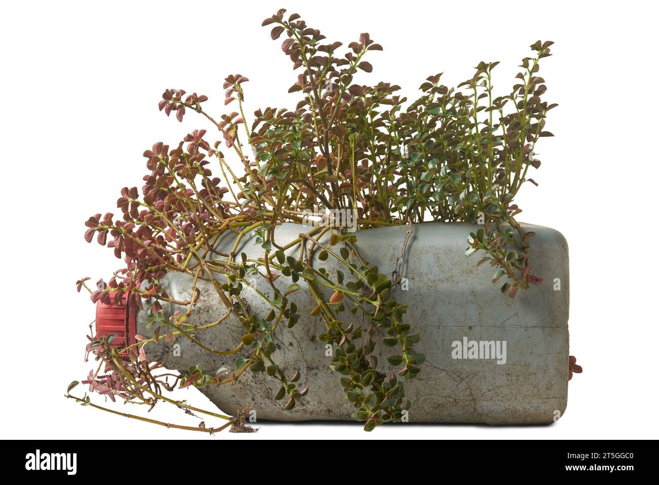 primo piano della coltivazione di piante in lattina di plastica, metodo popolare e conveniente per coltivare piante ornamentali o fiorite, containa di plastica riciclata o ciclo di crescita Foto Stock