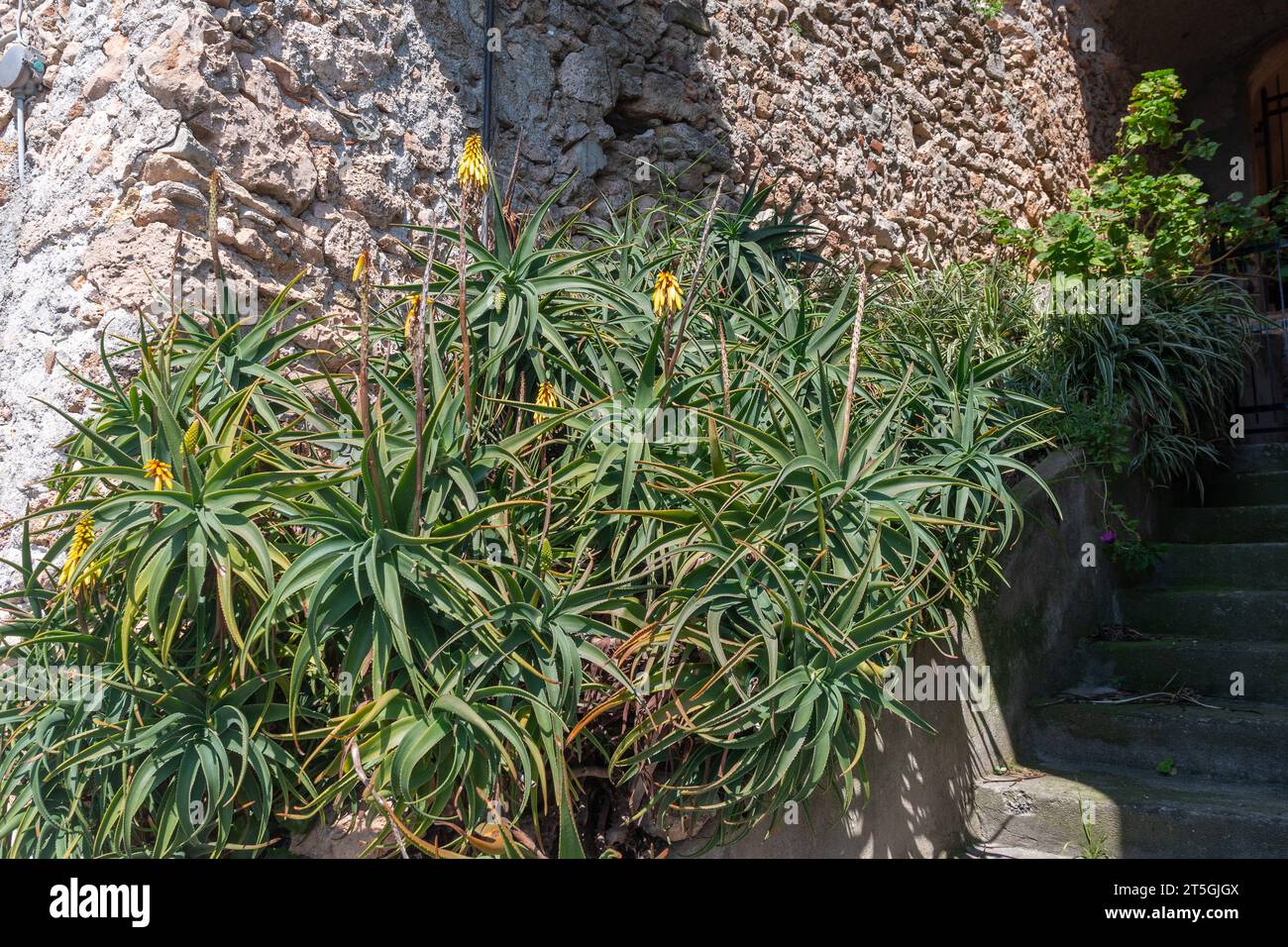 Aloe fiorita (Aloe vera) piante succulente contro il muro di pietra di una vecchia scala, Borgio Verezzi, Savona, Liguria, Italia Foto Stock