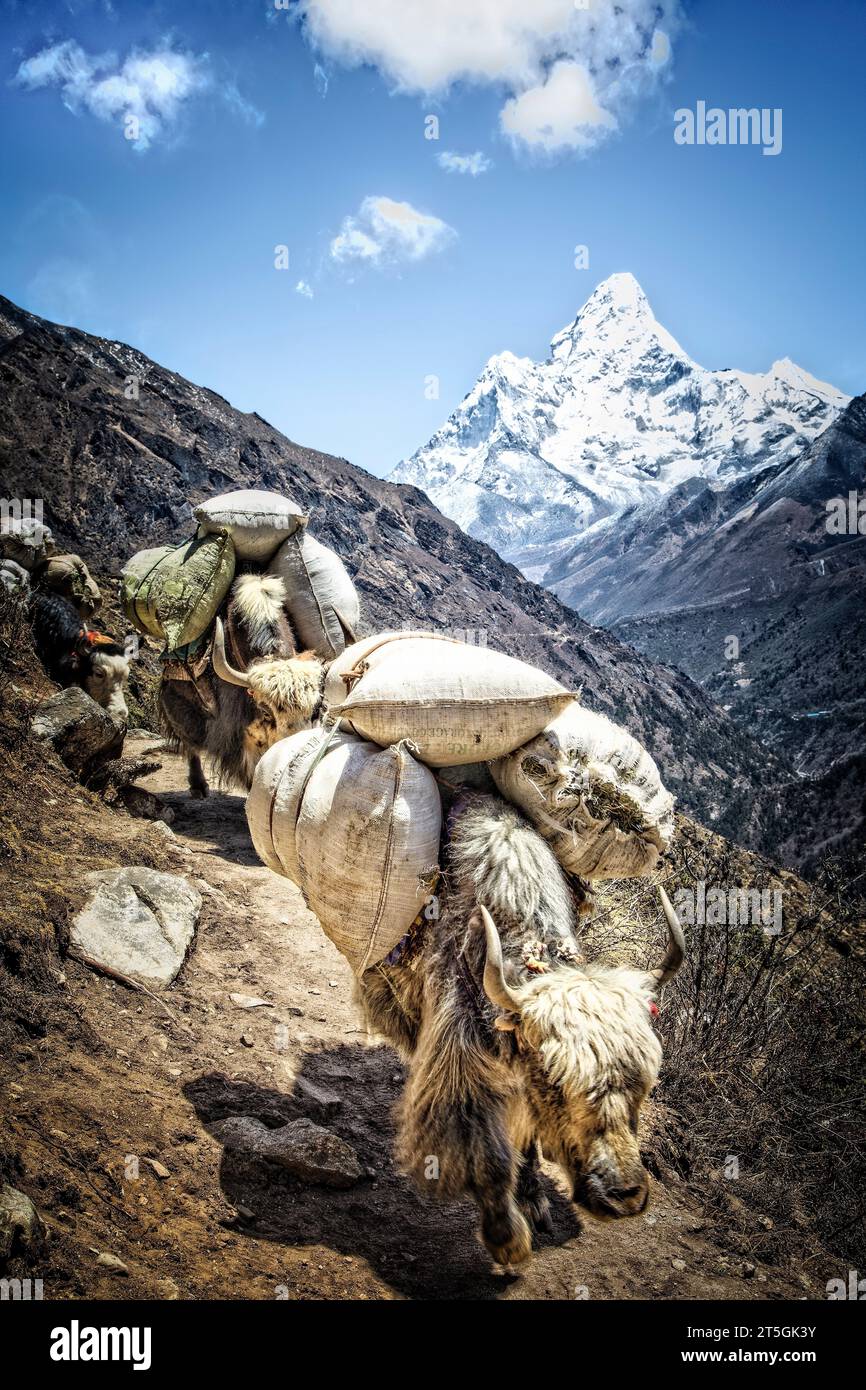 Yak spostare alimenta sul sentiero per Everest nella regione del Khumbu con Ama Dablam (6856 metri), all'orizzonte, il Parco Nazionale di Sagarmatha, Nepal. Foto Stock
