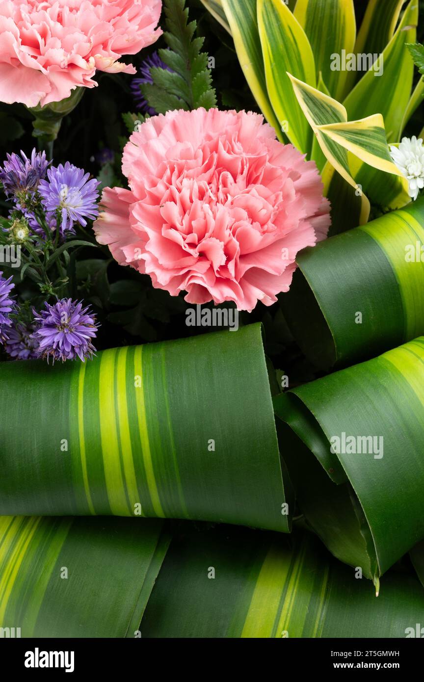 Testa di fiore rosa su sfondo foglia verde, copia spazio vista ravvicinata Foto Stock