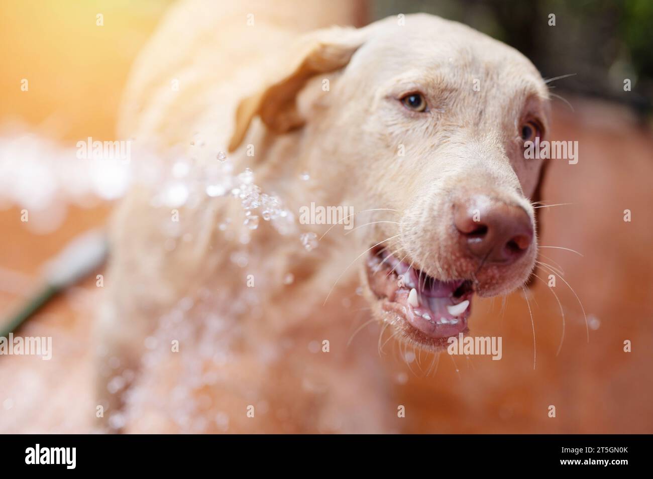 Ritratto del cane labrador bagnato sotto spruzzo d'acqua da vicino Foto Stock