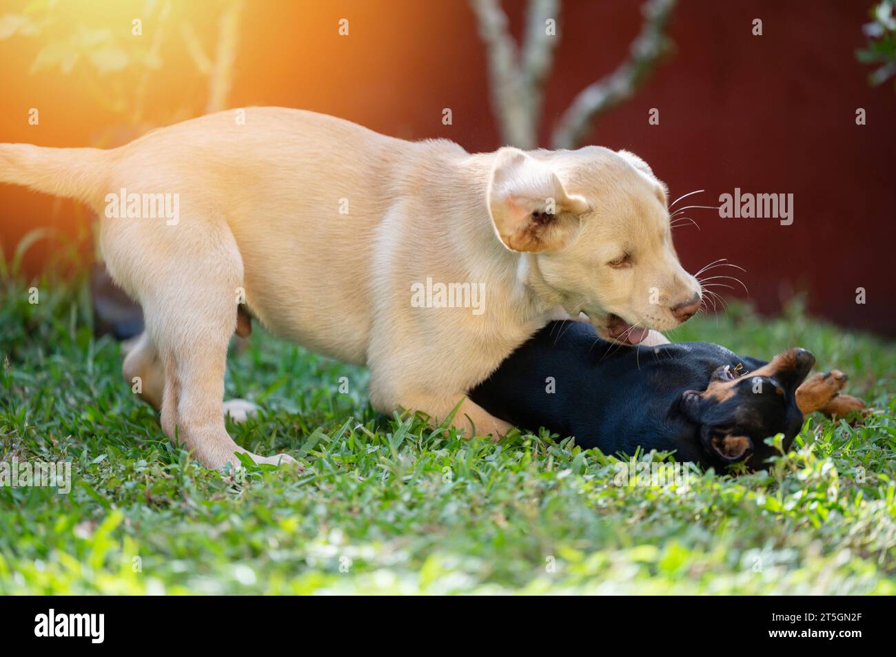 Due cani da corsa su sfondo verde giardino Foto Stock