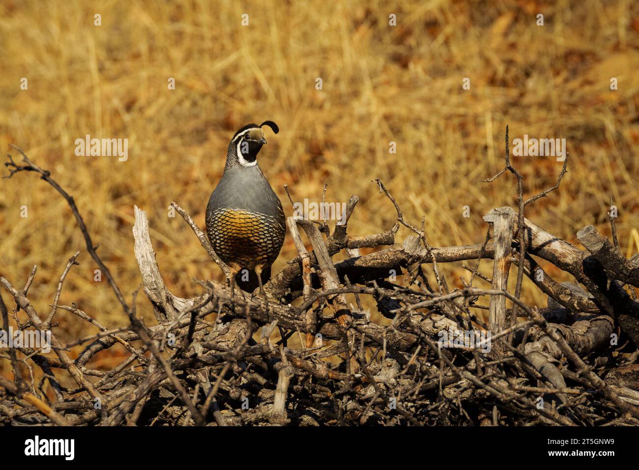 Quaglia californica (Callipepla californica) maschio su un mucchio di pennelli nella contea di Shasta, California, USA. La pila di pennelli è stata collocata da un proprietario terriero per l'habitat. Foto Stock
