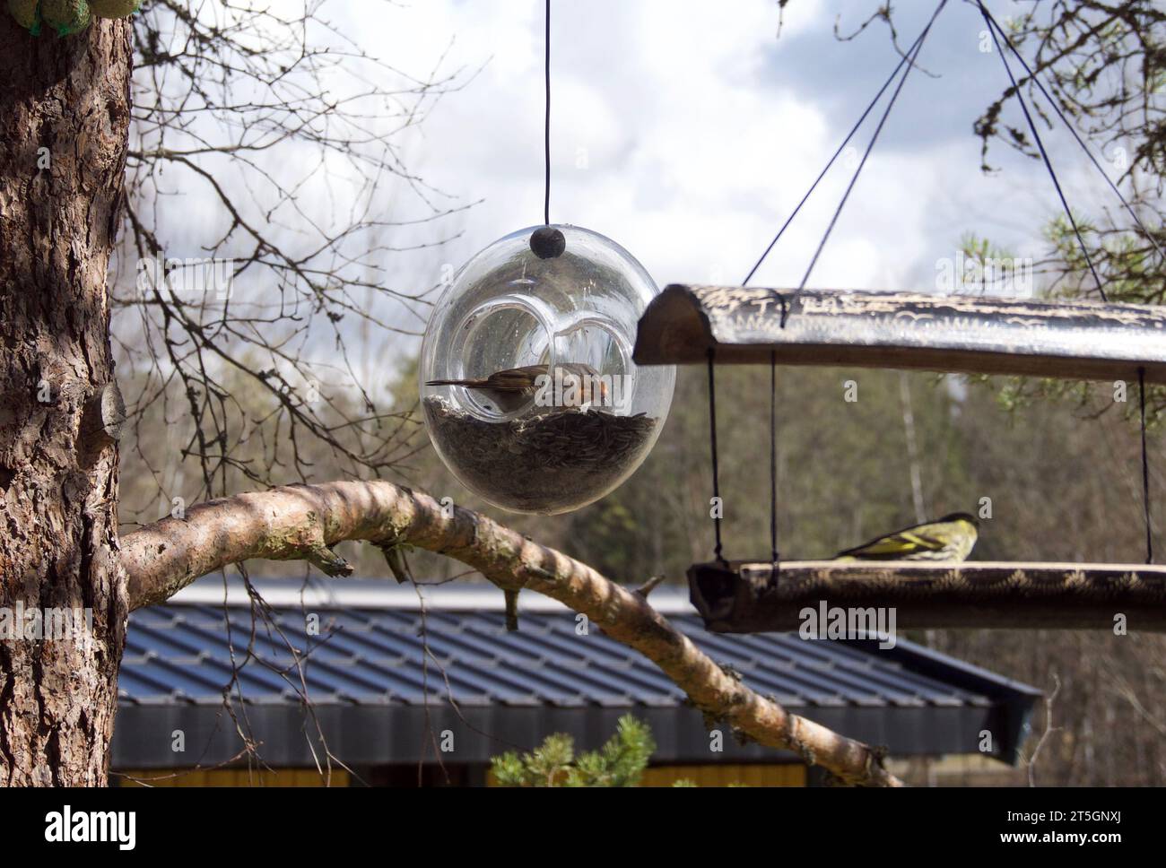 YELLOWHAMMER, Emberiza citrinella.Bird seduta su un branch.Bird di Europe.Norway Foto Stock