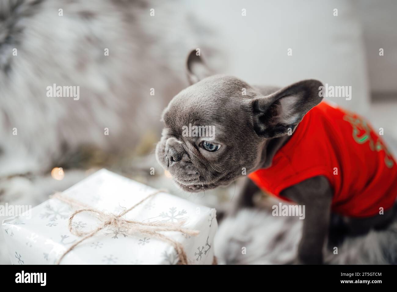 Grazioso cucciolo di bulldog francese con occhi blu e regalo di Natale in  un ambiente natalizio. Felicemente elegante adorabile cucciolo che  festeggia il nuovo anno Foto stock - Alamy