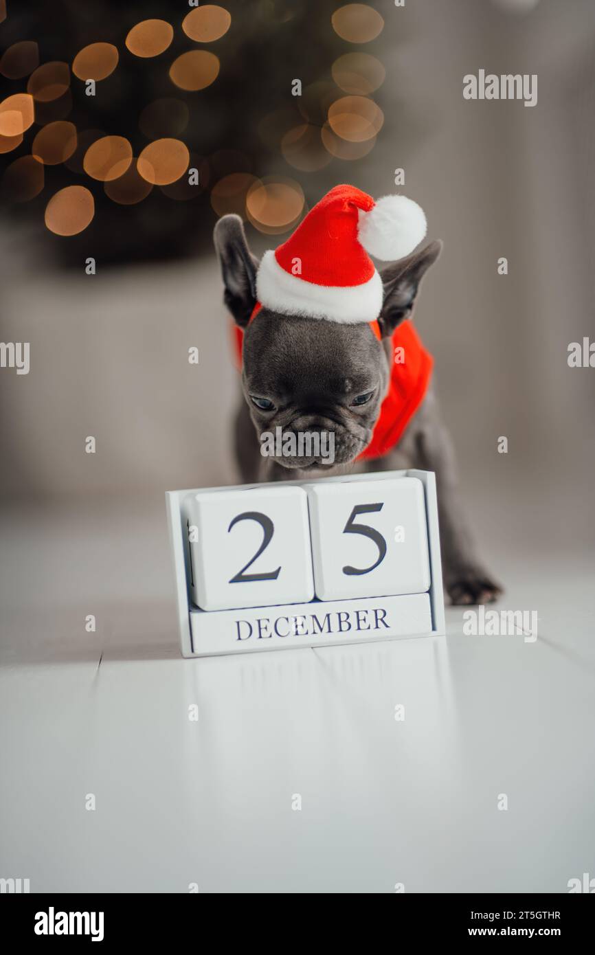 Grazioso cucciolo di bulldog francese dagli occhi blu con calendario cubo di legno natalizio in un ambiente natalizio. Felicissimo cane da compagnia Foto Stock