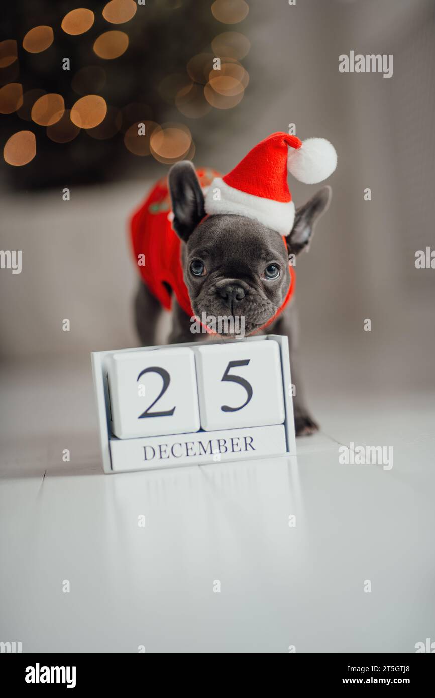 Grazioso cucciolo di bulldog francese dagli occhi blu con calendario cubo di legno natalizio in un ambiente natalizio. Felicissimo cane da compagnia Foto Stock