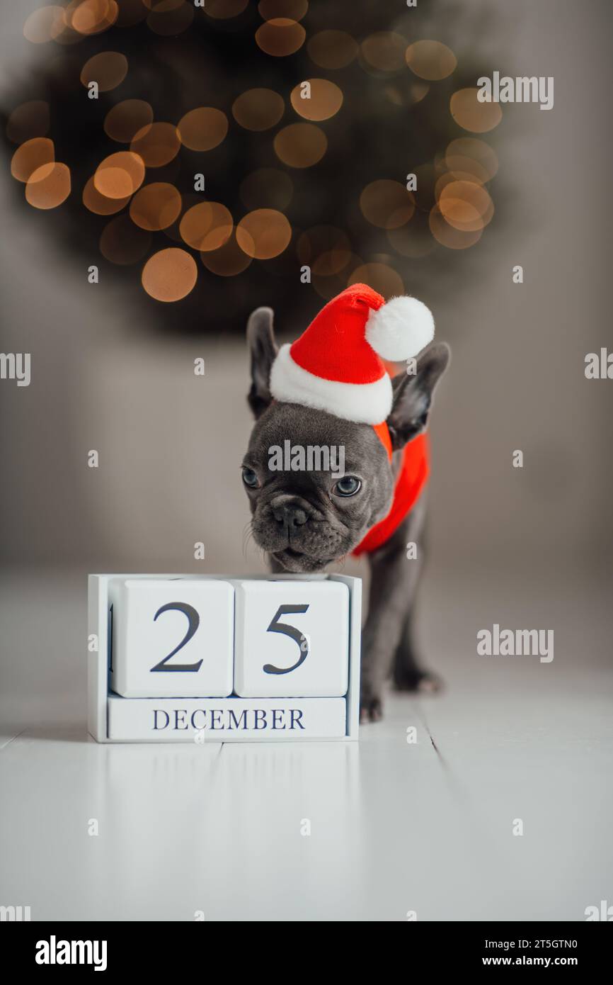 Grazioso cucciolo di bulldog francese dagli occhi blu con calendario cubo di legno natalizio in un ambiente natalizio. Felicissimo cane da compagnia Foto Stock