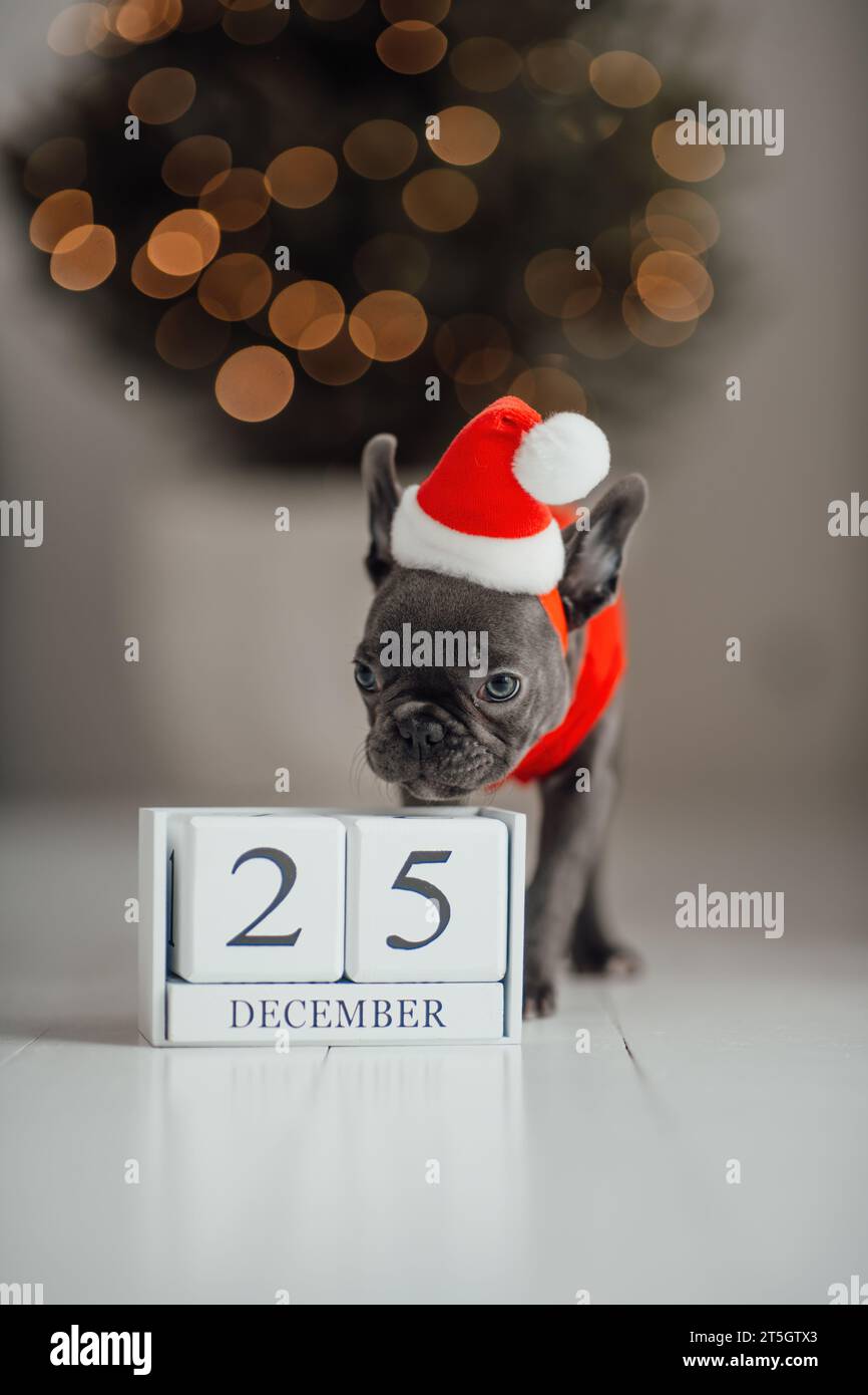 Grazioso cucciolo di bulldog francese dagli occhi blu con calendario cubo di legno natalizio in un ambiente natalizio. Felicissimo cane da compagnia Foto Stock