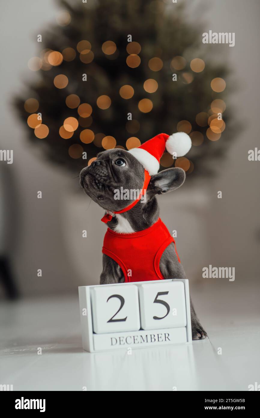 Grazioso cucciolo di bulldog francese dagli occhi blu con calendario cubo di legno natalizio in un ambiente natalizio. Felicissimo cane da compagnia Foto Stock