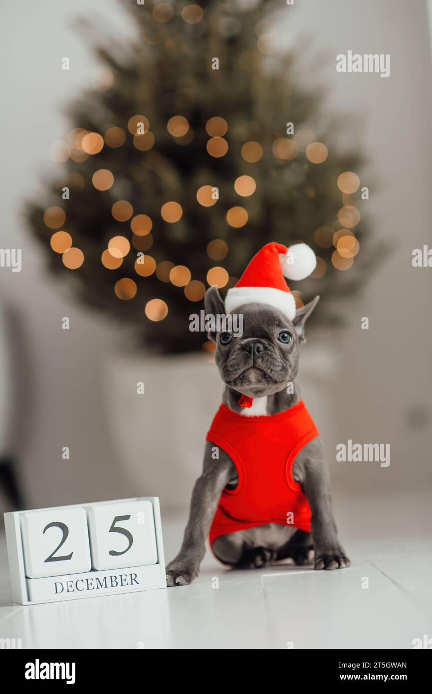 Grazioso cucciolo di bulldog francese dagli occhi blu con calendario cubo di legno natalizio in un ambiente natalizio. Felicissimo cane da compagnia Foto Stock