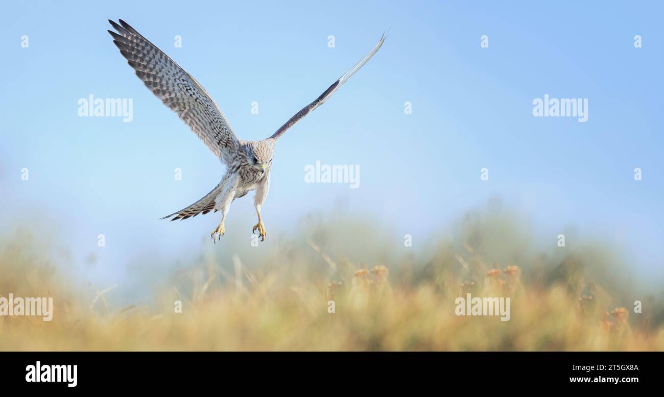 Falco tinnunculus guarda in volo e cerca la sua preda, migliore foto Foto Stock