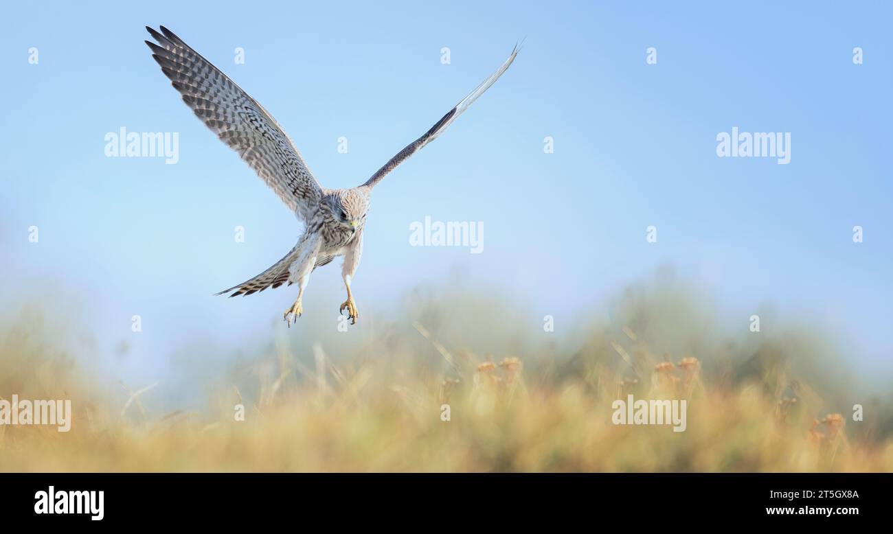 Falco tinnunculus guarda in volo e cerca la sua preda, migliore foto Foto Stock