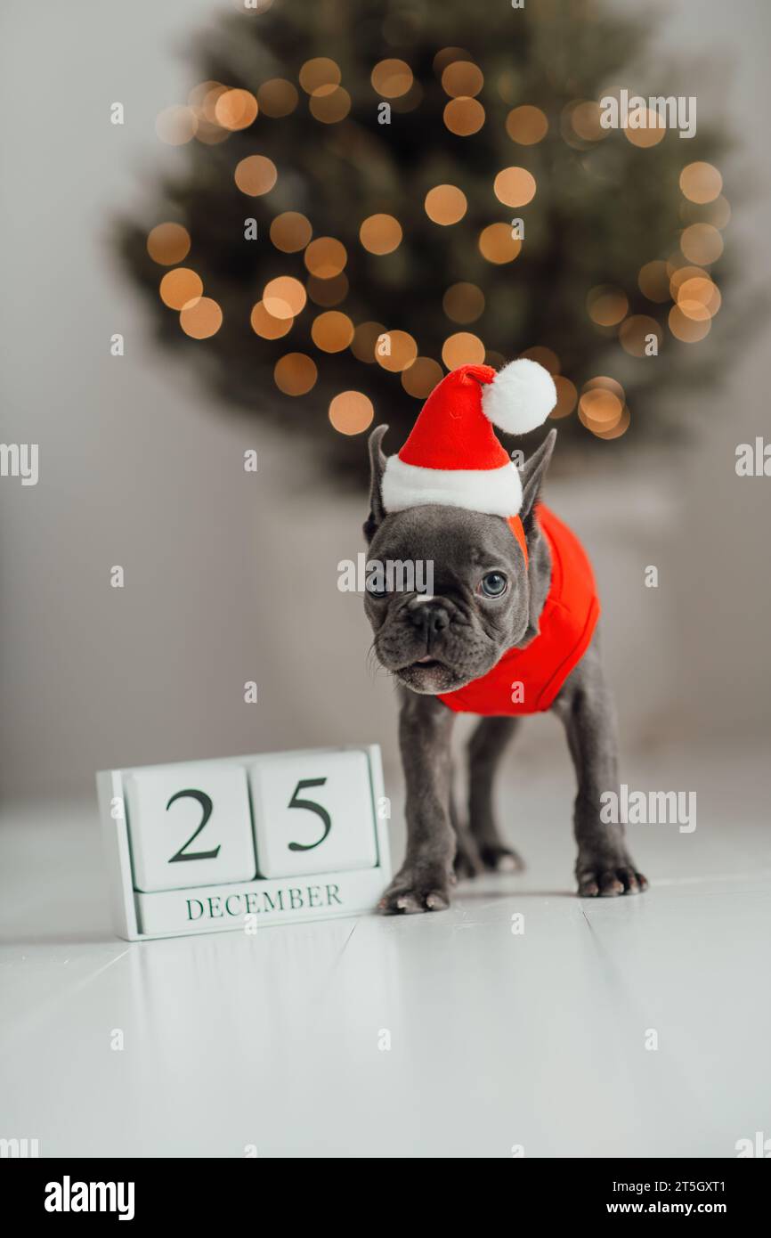 Grazioso cucciolo di bulldog francese dagli occhi blu con calendario cubo di legno natalizio in un ambiente natalizio. Felicissimo cane da compagnia Foto Stock