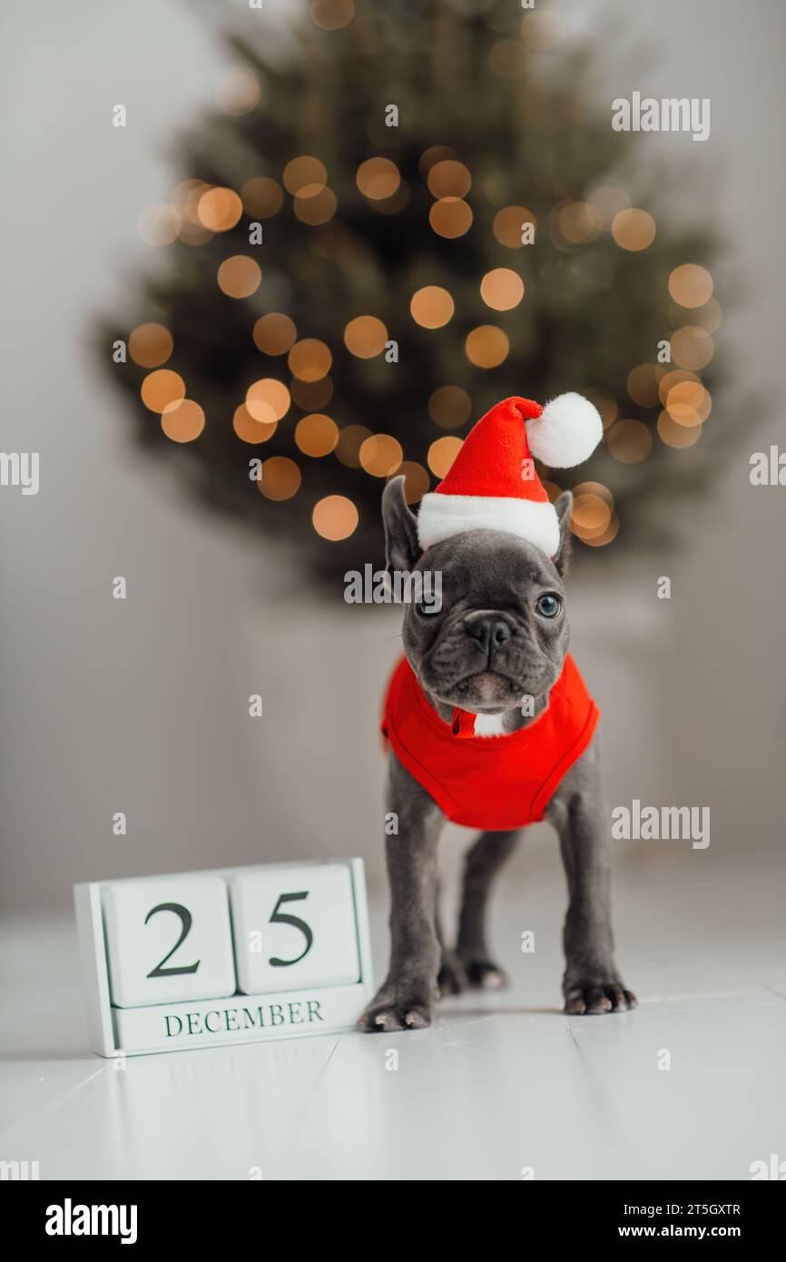 Grazioso cucciolo di bulldog francese dagli occhi blu con calendario cubo di legno natalizio in un ambiente natalizio. Felicissimo cane da compagnia Foto Stock