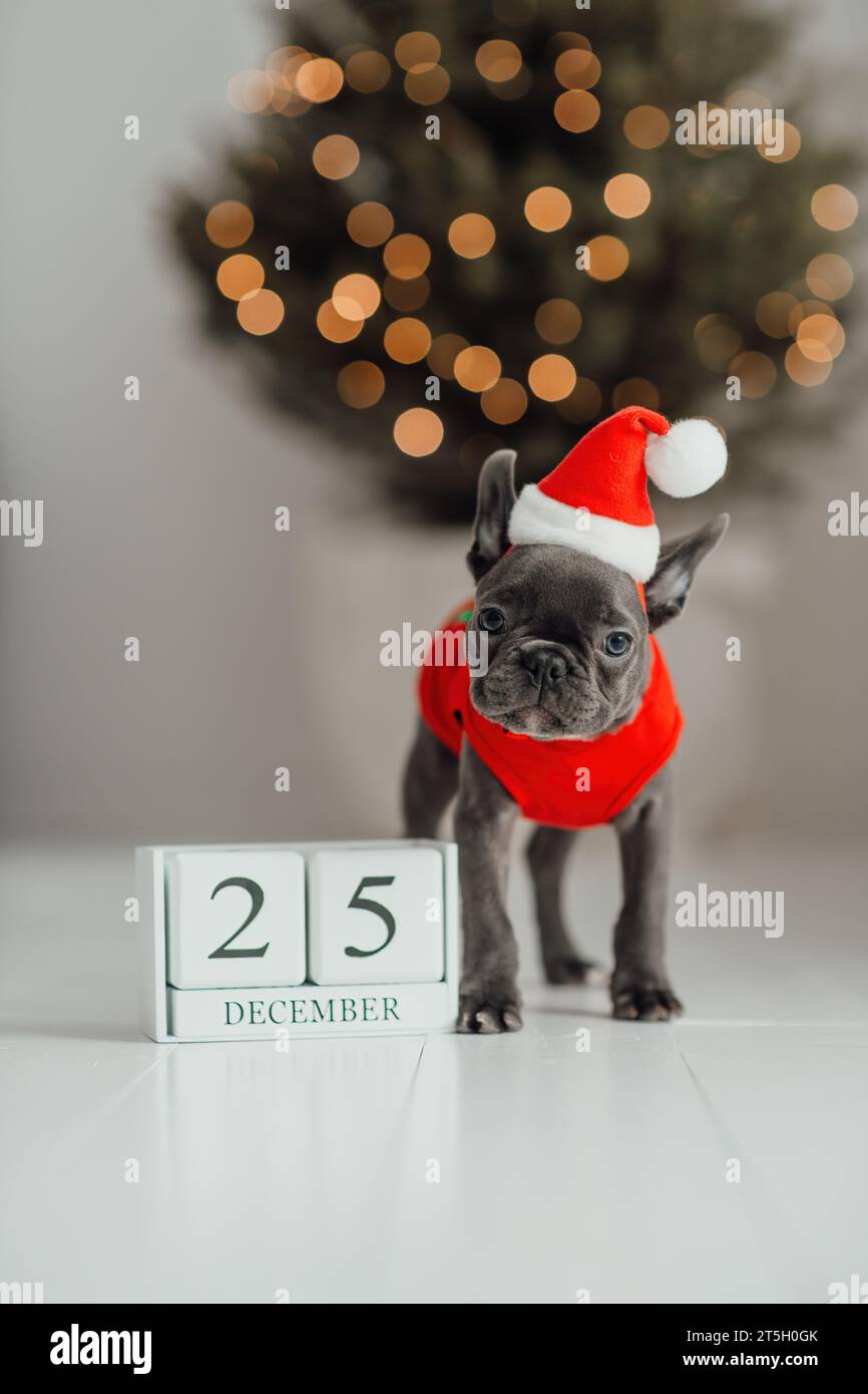 Grazioso cucciolo di bulldog francese dagli occhi blu con calendario cubo di legno natalizio in un ambiente natalizio. Felicissimo cane da compagnia Foto Stock