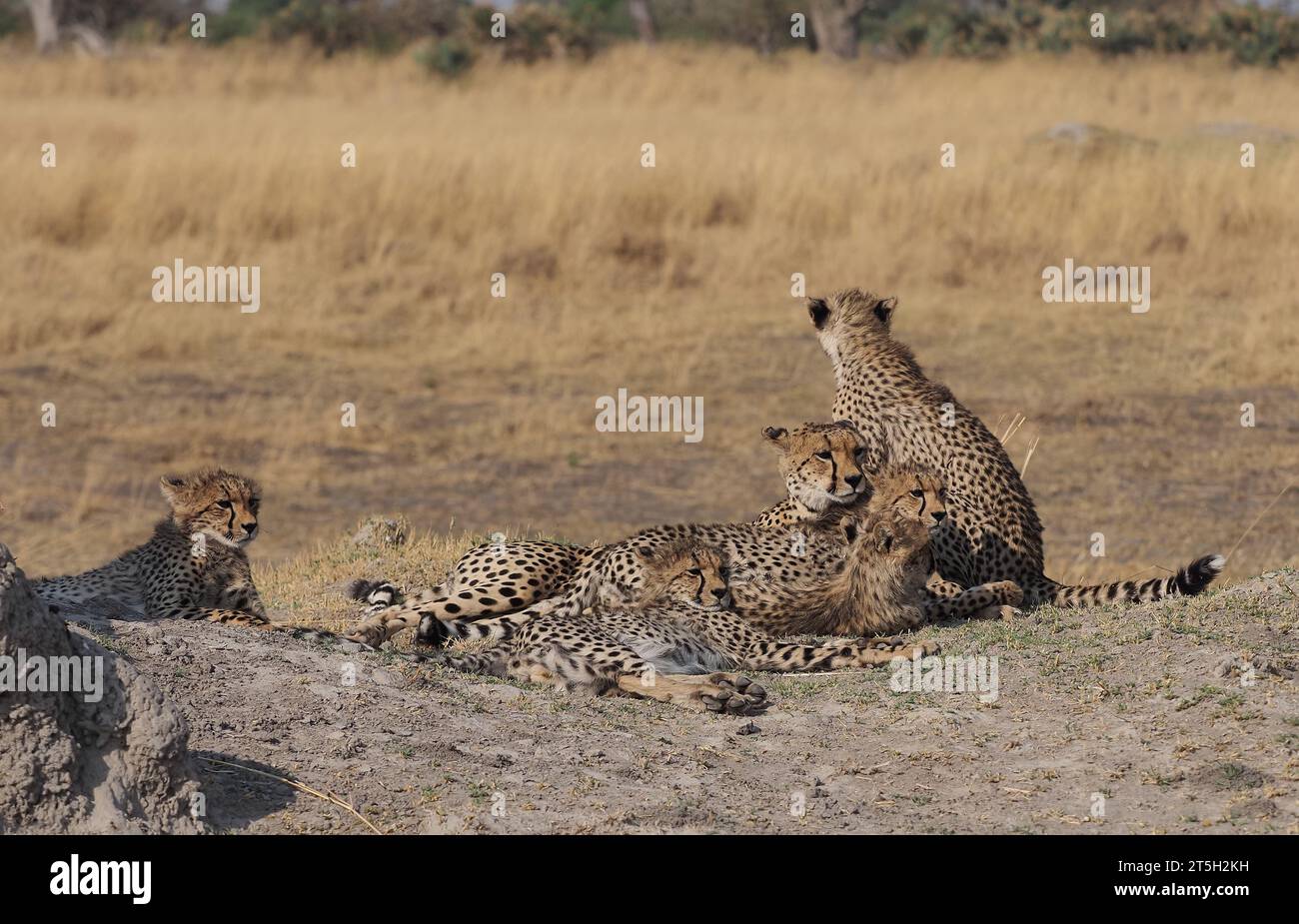 Questo ghepardo madre aveva allevato 5 cuccioli in una zona del Delta dell'Okavango con molti leoni e cani selvatici, i cuccioli avrebbero presto perso la loro pelliccia di cucciolo. Foto Stock