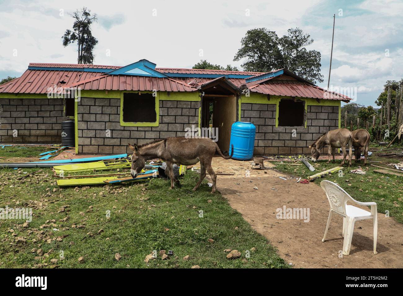 Gli asini pascolano di fronte a una casa parzialmente demolita a Sasimwani, nella foresta di Mau. Centinaia di persone della comunità Ogiek sono rimaste senza casa e a mordere freddo dopo che il governo del Kenya ha intrapreso un'esercitazione di sfratto per rimuovere presunti invasori della foresta di Mau. Una dichiarazione di Ogiek People’s Development Program (OPDP) ha affermato che lo sfratto delle comunità forestali viola i loro diritti umani e ha invitato il governo a fermare immediatamente l’esercizio. Foto Stock