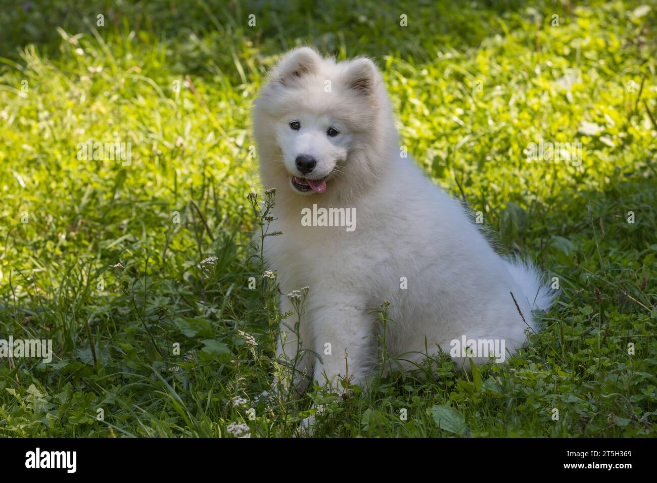 Samoyed - una bella razza di cane bianco siberiano. Cucciolo di quattro mesi a piedi. Foto Stock