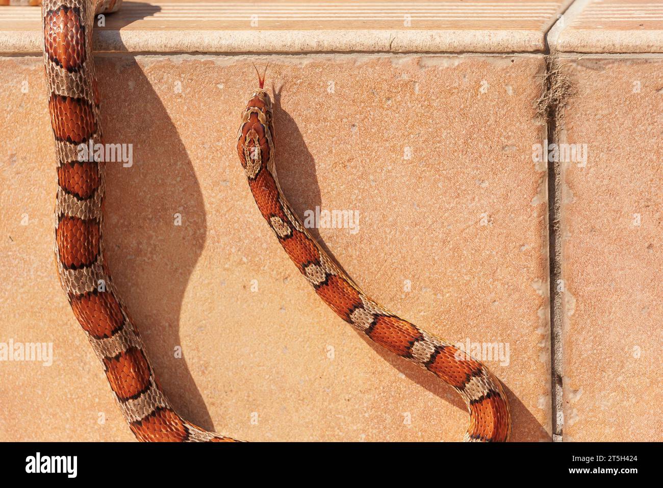 Serpente rosso - Pantherophis guttatus strizza sul marciapiede e ha la lingua fuori Foto Stock