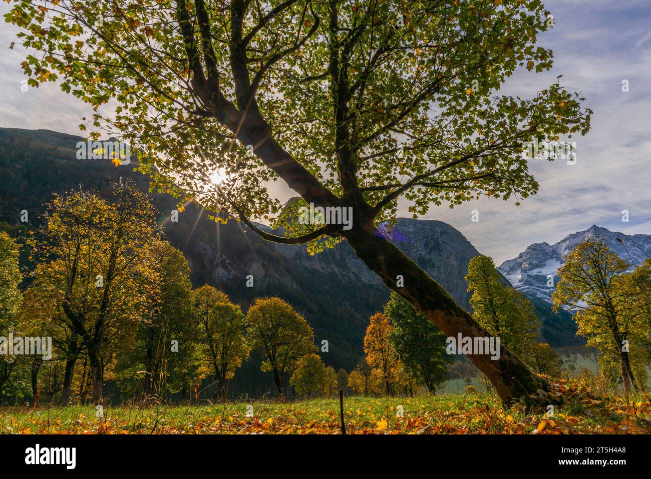 Coloratissimo foilage autunnale nell'Ahorn Boden, Maple Ground, Engtal o Eng Valley, riserva naturale Karwendel Masif, Alpi, Austria, Foto Stock