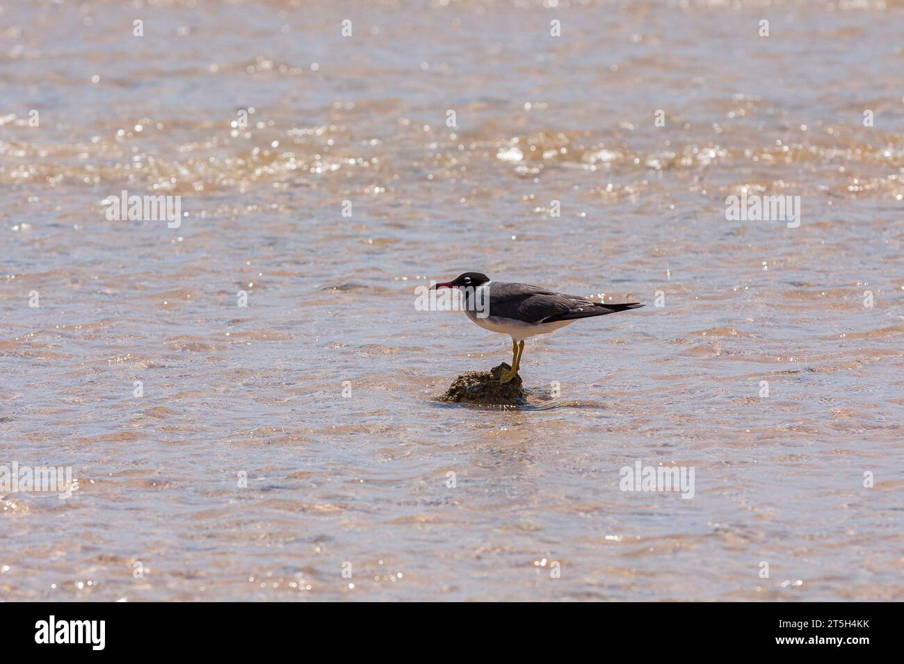 Un gabbiano nero si erge su una pietra in mezzo al mare. Foto selvaggia. Foto Stock