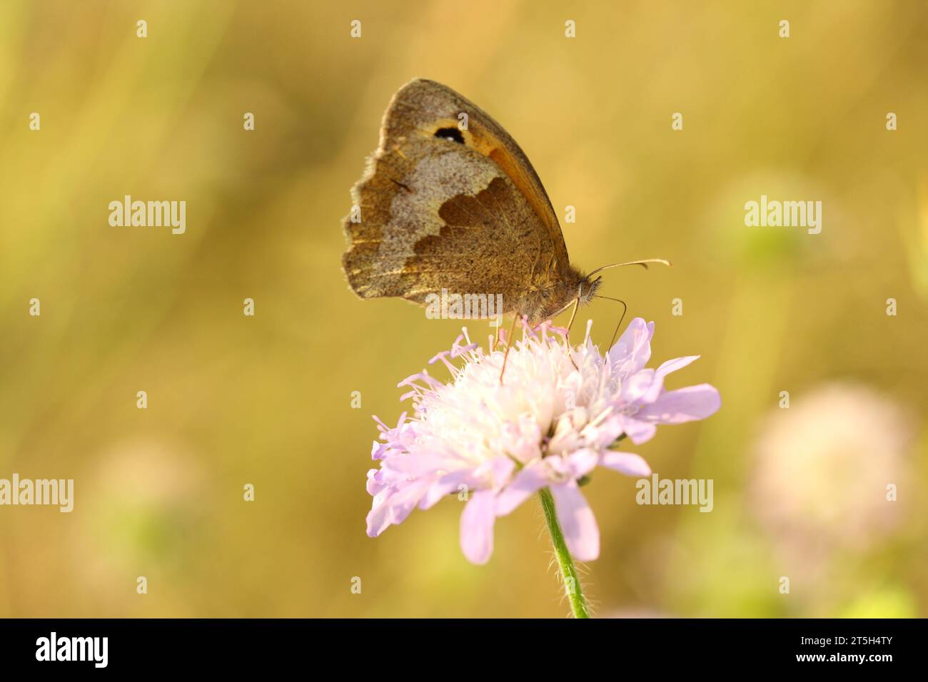 Farfalla marrone prato su fiore scabioso Foto Stock