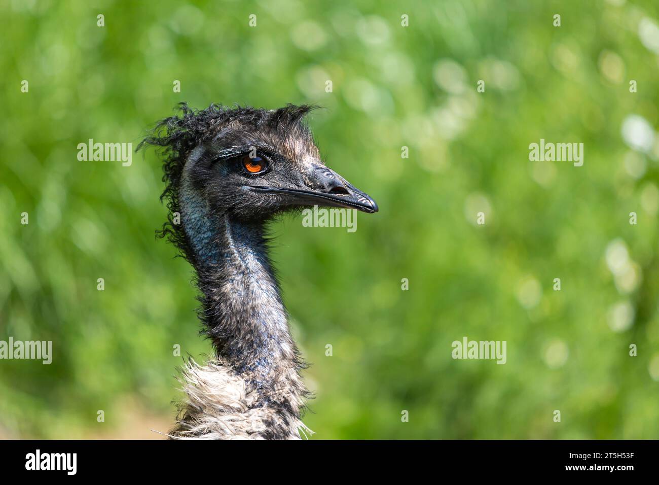 Ritratto di un emu marrone su sfondo verde. Foto Stock
