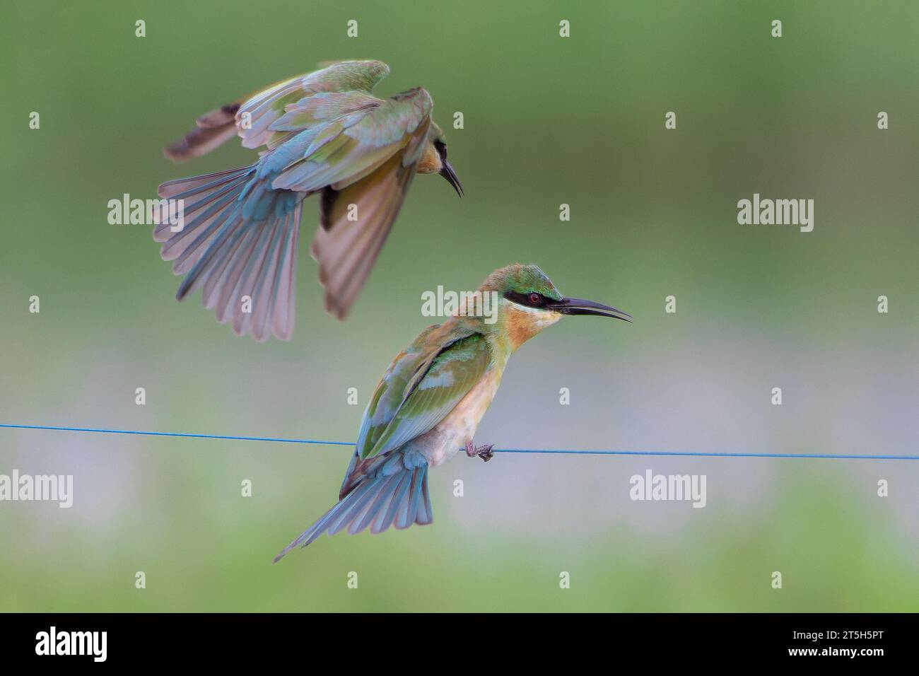 Mangiatori di api con coda blu Foto Stock