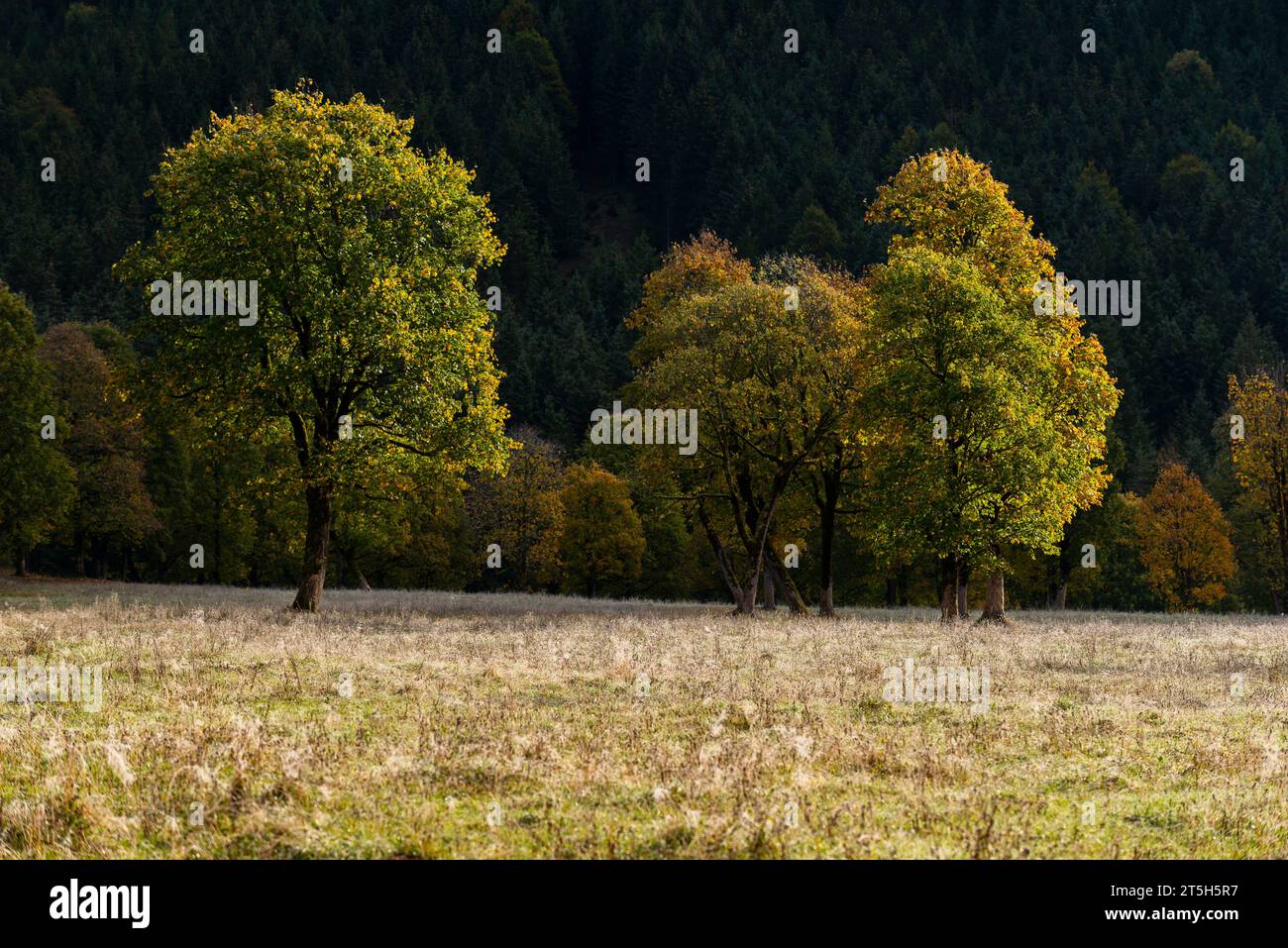 Coloratissimo foilage autunnale nell'Ahorn Boden, Maple Ground, Engtal o Eng Valley, riserva naturale del massiccio del Karwendel, Alpi, Tirolo, Austria, Foto Stock