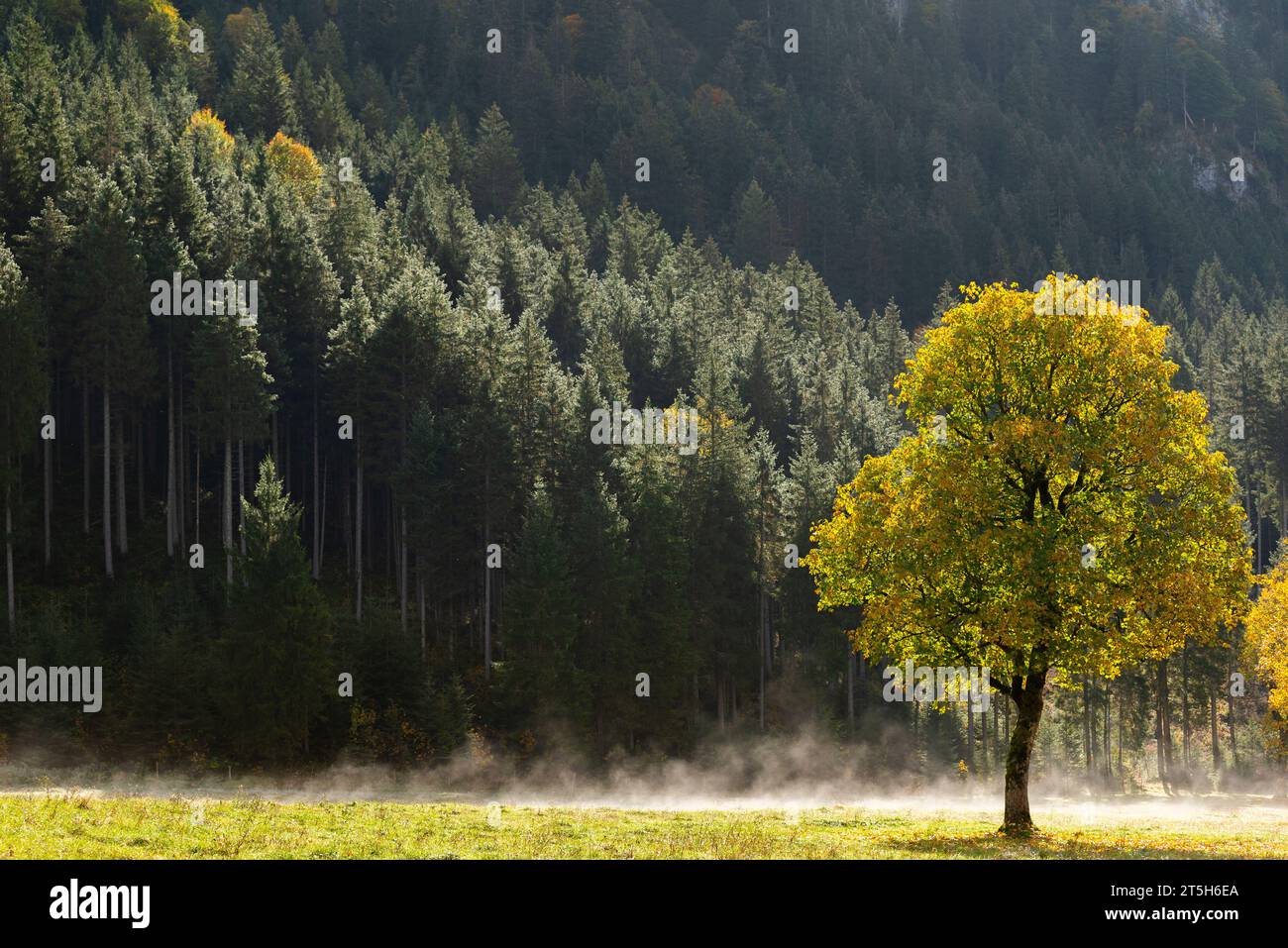 Coloratissimo foilage autunnale nell'Ahorn Boden, Maple Ground, Engtal o Eng Valley, riserva naturale del massiccio del Karwendel, Alpi, Austria, Foto Stock