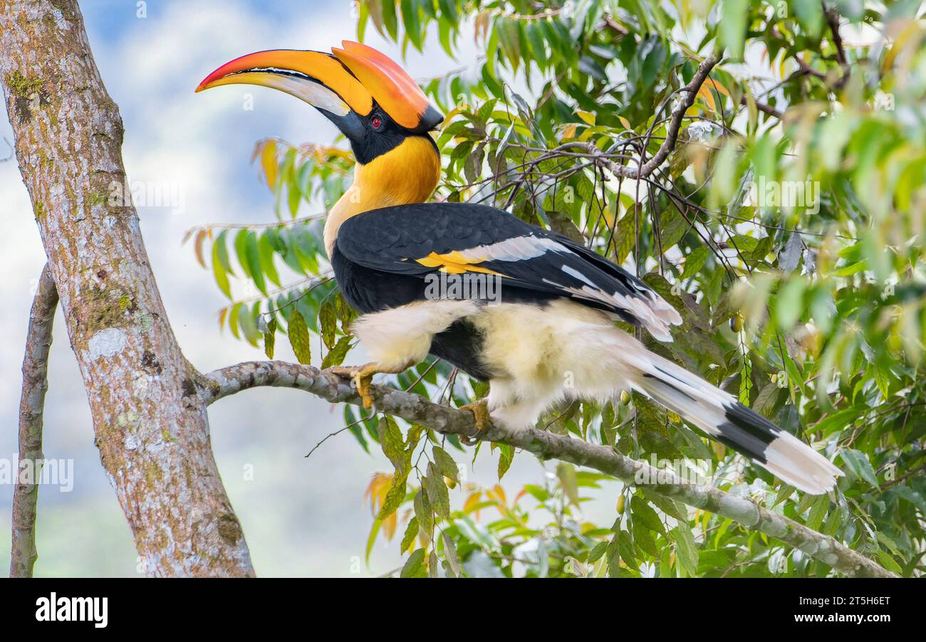Grande Hornbill indiano Foto Stock