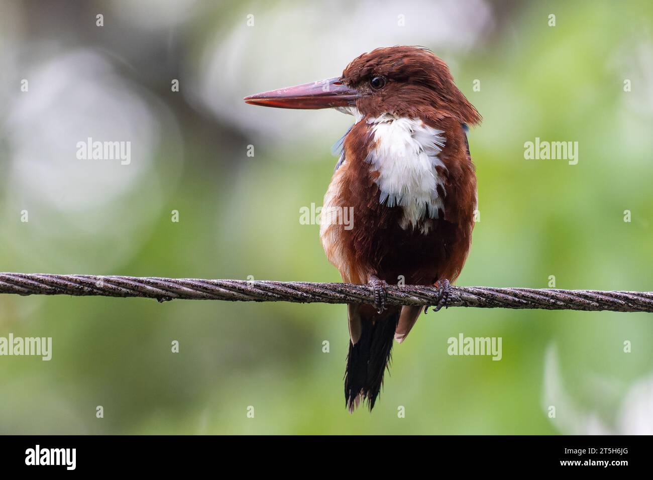 Kingfisher con Throated White Foto Stock