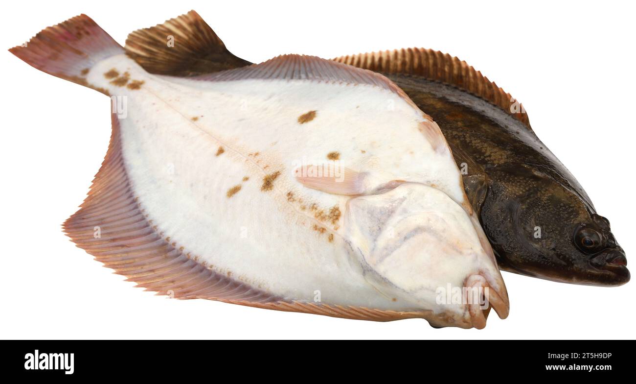 Primo piano dei pesci piatti catturati dal mare Foto Stock