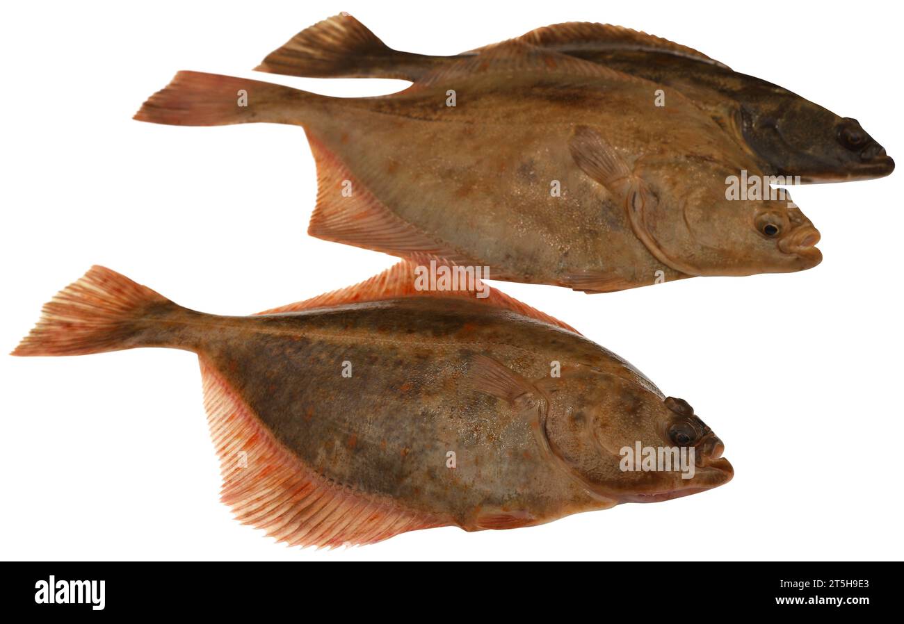 Primo piano dei pesci piatti catturati dal mare Foto Stock