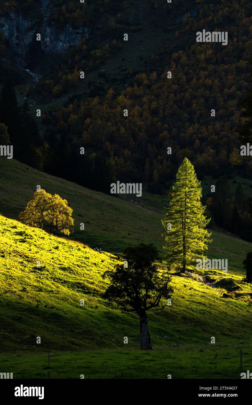 Coloratissimo foilage autunnale nell'Ahorn Boden, Maple Ground, Engtal o Eng Valley, riserva naturale Karwendel Masif, Alpi, Tirolo, Austria, Foto Stock