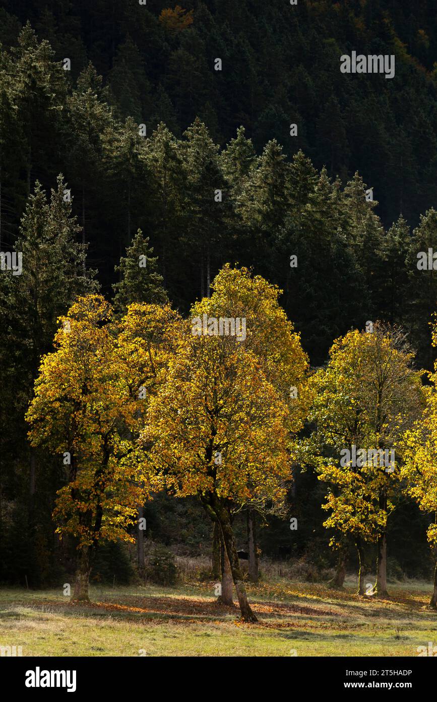 Coloratissimo foilage autunnale nell'Ahorn Boden, Maple Ground, Engtal o Eng Valley, riserva naturale Karwendel Masif, Alpi, Tirolo, Austria, Foto Stock
