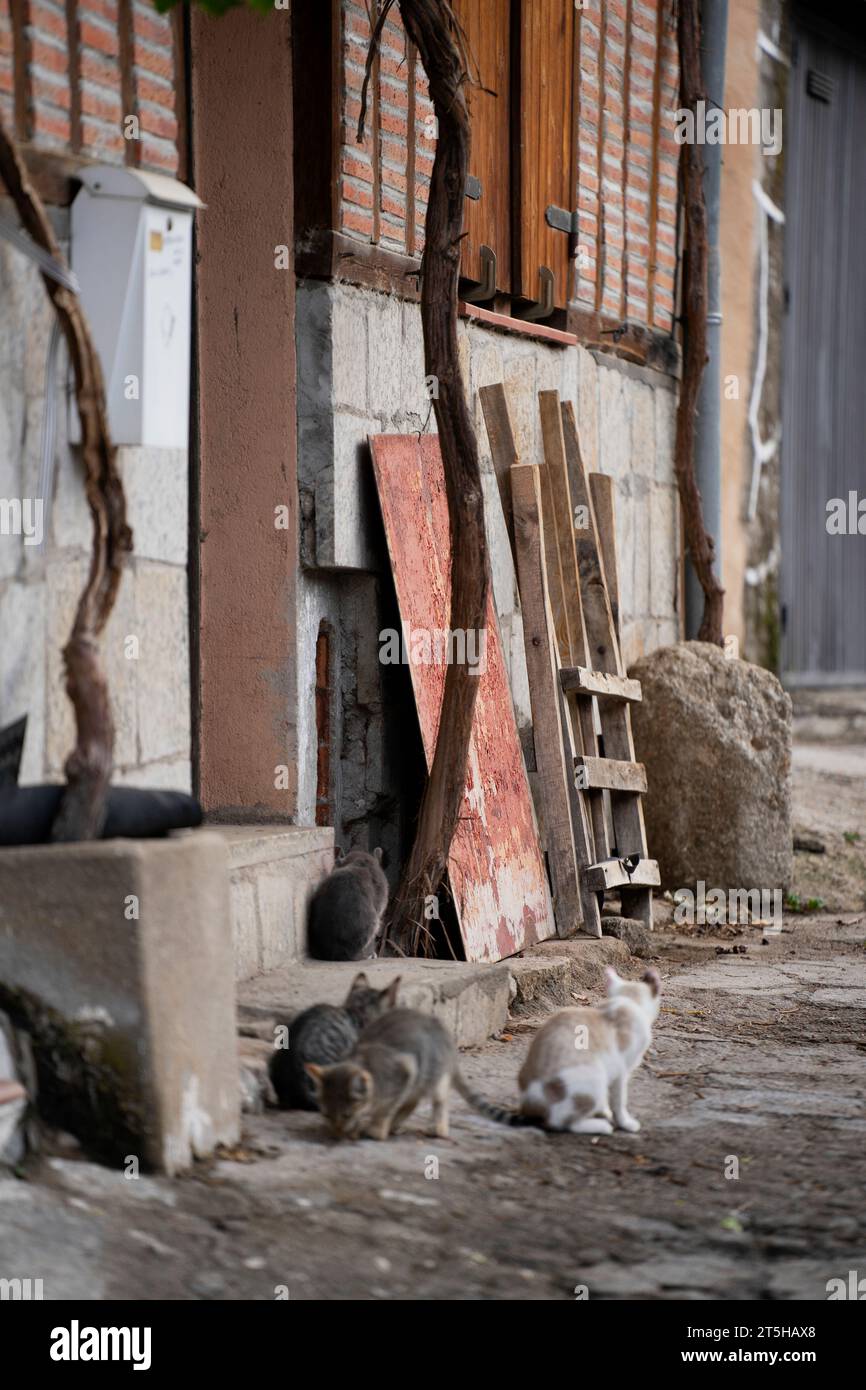 Gattini molto carini in un villaggio di Salamanca, Montemayor del Rio Foto Stock