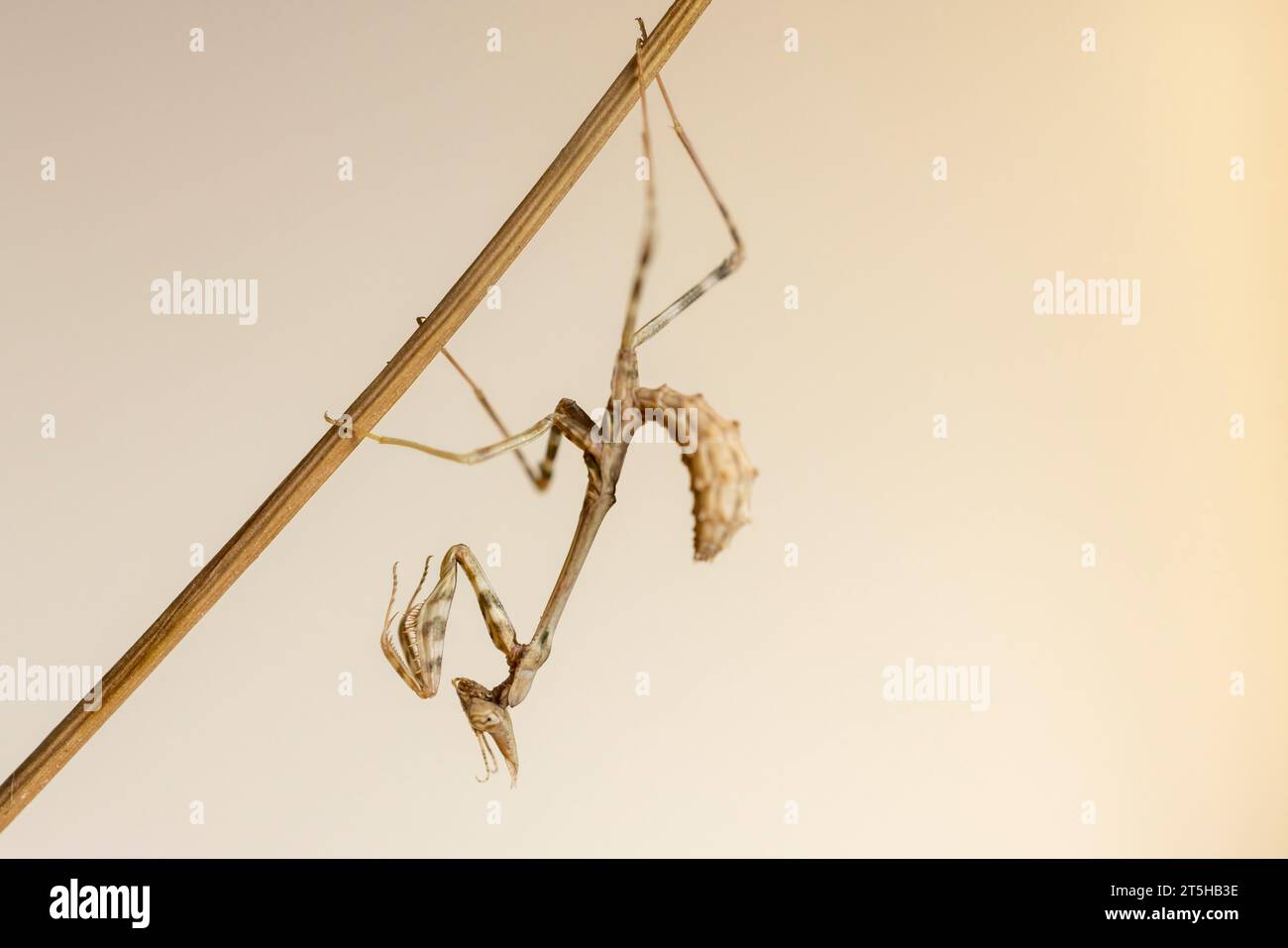 Empusa hedenborgii, mantis originaria del Medio Oriente che può essere allevata in cattività. Foto Stock