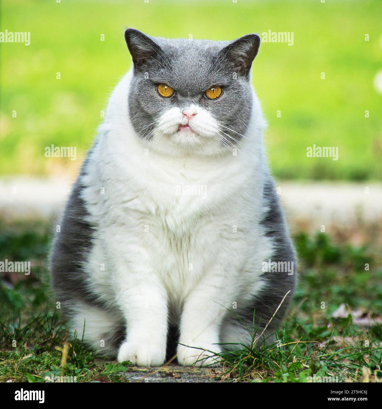Gatto, divertente, espressioni facciali, birichina, Grimace, Neighborhood, Joke, Writty, Grim Cat Domestic Cat Funny Funny Square Image Foto Stock
