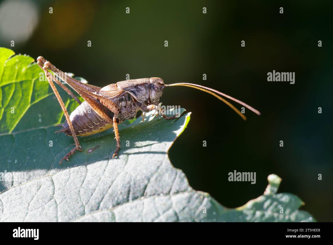 Gewöhnliche Strauchschrecke, Gemeine Strauchschrecke, Strauchschrecke, Männchen, Pholidoptera griseoaptera, bushcricket scuro, bush-cricket scuro, maschio, Foto Stock