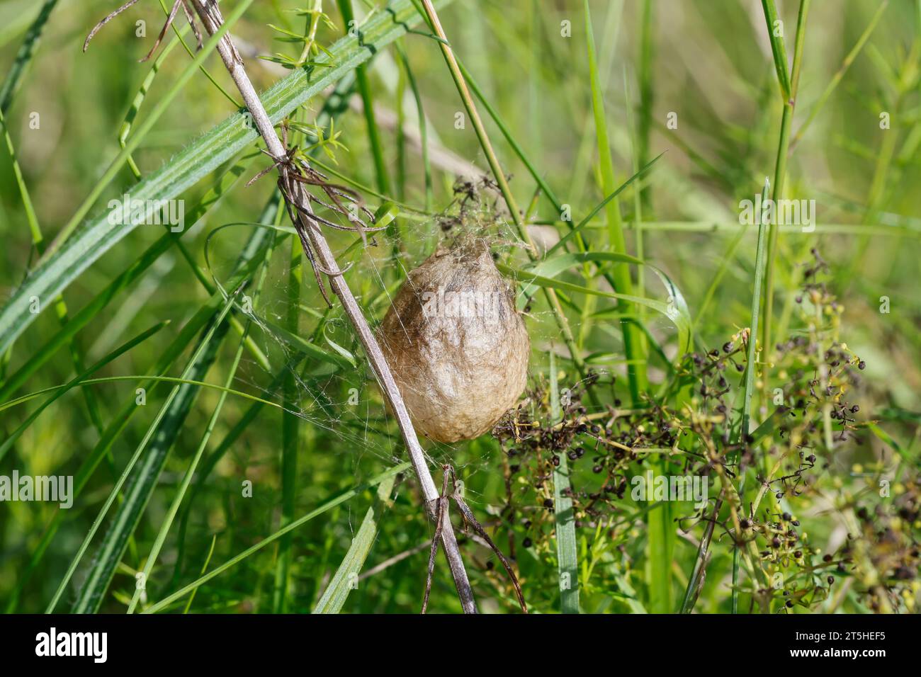 Wespenspinne, Zebraspinne, Wespen-Spinne, Zebra-Spinne, Kokon, Eikokon, Argiope bruennichi, ragno di vespa, argiope nero e giallo, ga nero e giallo Foto Stock