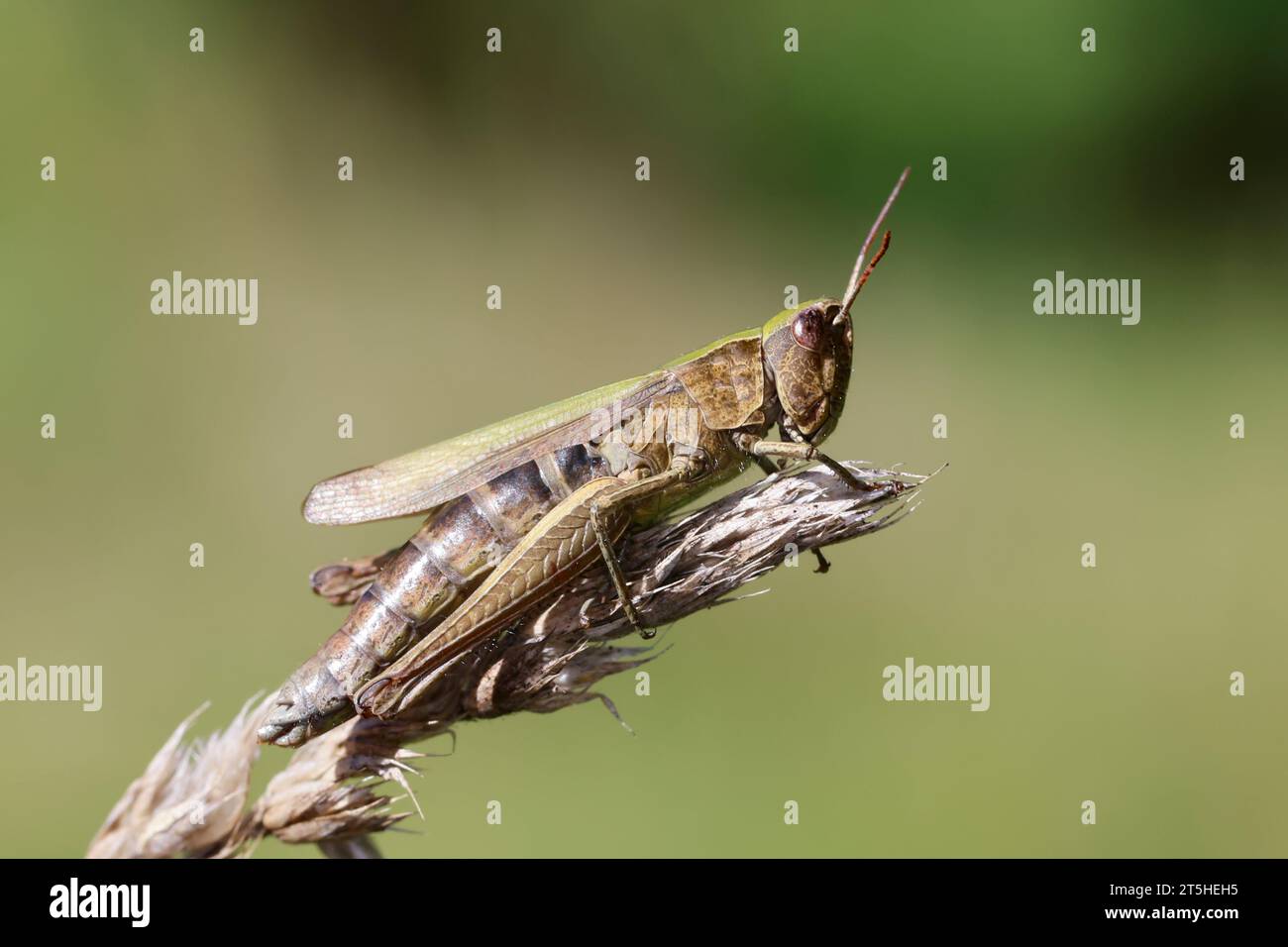 Wiesengrashüpfer, Wiesen-Grashüpfer, Feldheuschrecke, Grashüpfer, Chorthippus dorsatus, Steppe Grasshopper, Criquet verte-échine Foto Stock