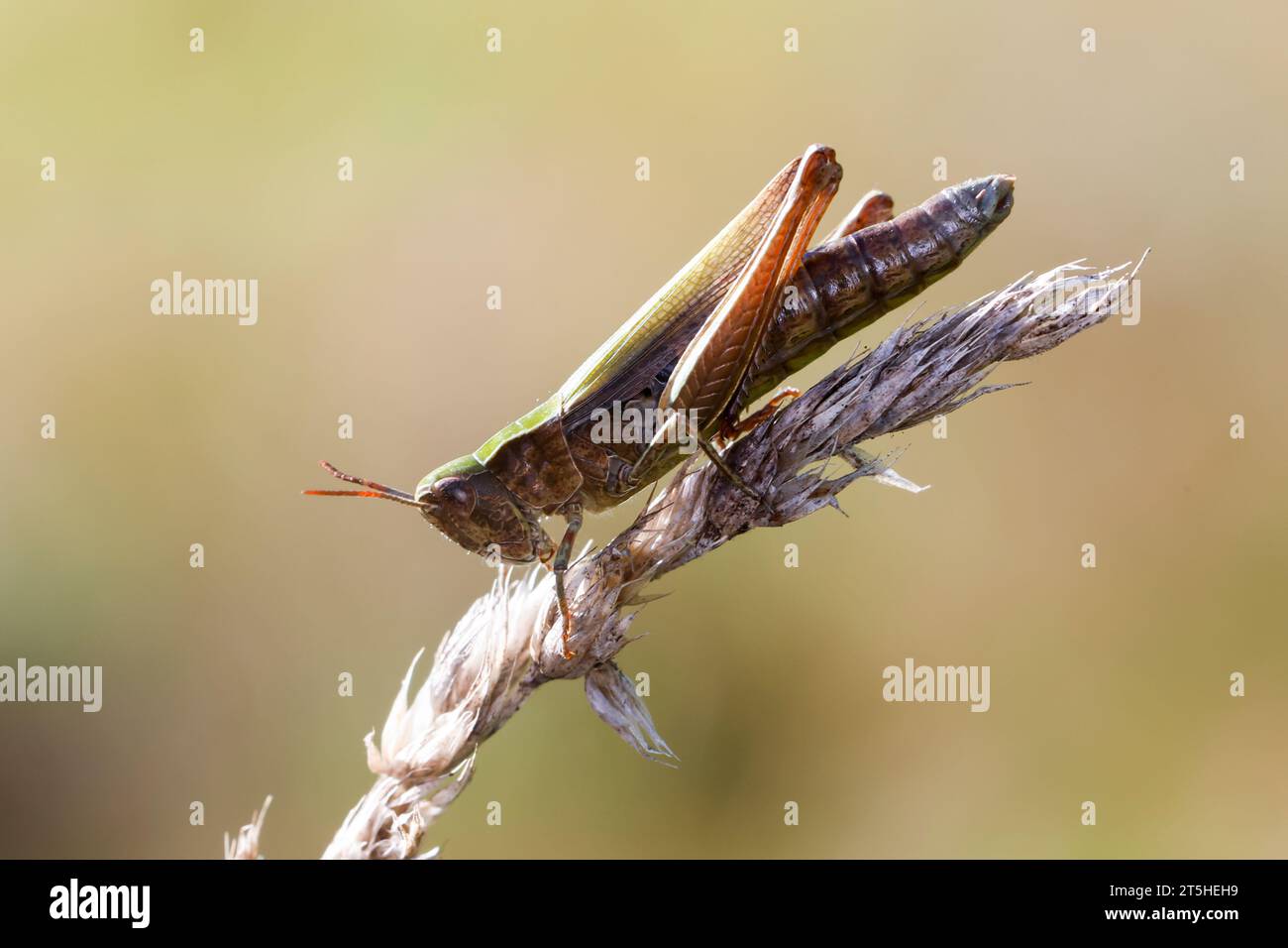 Wiesengrashüpfer, Wiesen-Grashüpfer, Feldheuschrecke, Grashüpfer, Chorthippus dorsatus, Steppe Grasshopper, Criquet verte-échine Foto Stock